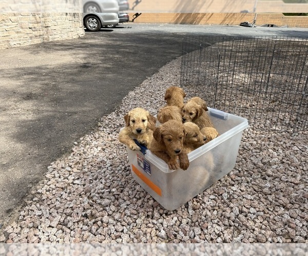 Medium Photo #6 Goldendoodle Puppy For Sale in PHOENIX, AZ, USA