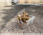 Small #5 Goldendoodle