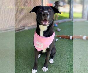 Shepradors Dogs for adoption in Chula Vista, CA, USA