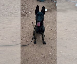 Australian Kelpie-Unknown Mix Dogs for adoption in Chandler, AZ, USA