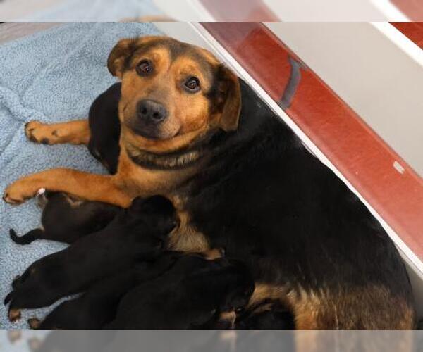 Medium Photo #1 Mutt Puppy For Sale in Thief River Falls, MN, USA