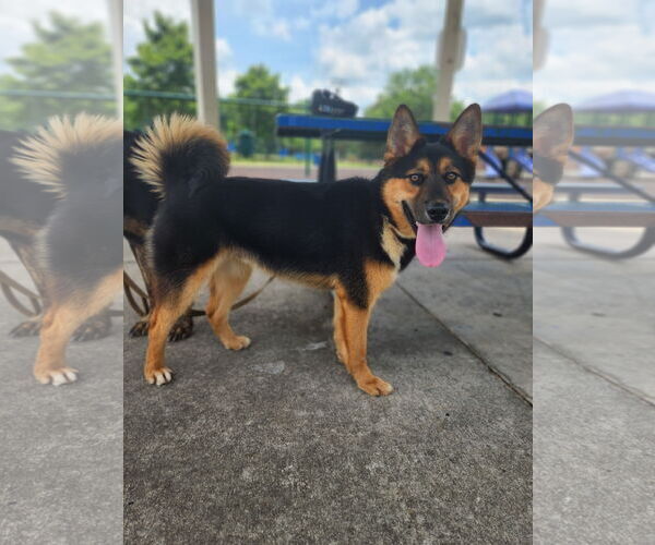 Medium Photo #3 German Shepherd Dog-Siberian Husky Mix Puppy For Sale in La Grange , NC, USA