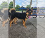 Small #2 German Shepherd Dog-Siberian Husky Mix