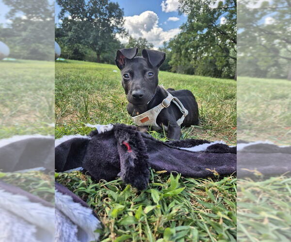 Medium Photo #11 American Pit Bull Terrier-Labrador Retriever Mix Puppy For Sale in Shermans Dale, PA, USA