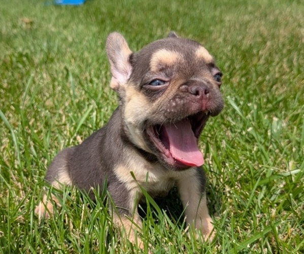 Medium Photo #19 French Bulldog Puppy For Sale in GOSHEN, IN, USA