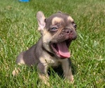 Small Photo #19 French Bulldog Puppy For Sale in GOSHEN, IN, USA