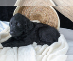 Small Photo #6 Labradoodle Puppy For Sale in NAPPANEE, IN, USA