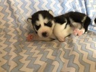 Small Photo #5 Siberian Husky Puppy For Sale in THORNTON, CO, USA
