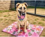 Small #1 German Shepherd Dog