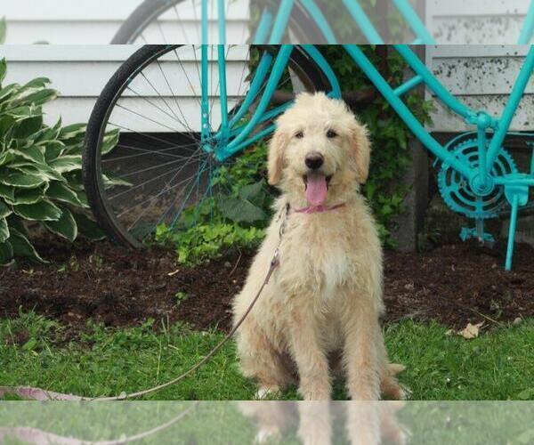 Medium Photo #1 Shepadoodle Puppy For Sale in SHILOH, OH, USA