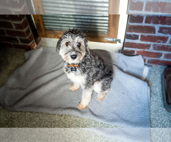 Medium Photo #5 Aussiedoodle Miniature  Puppy For Sale in St. Louis Park, MN, USA