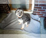 Small Photo #5 Aussiedoodle Miniature  Puppy For Sale in St. Louis Park, MN, USA