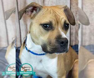 Bull-Boxer Dogs for adoption in Kennesaw, GA, USA
