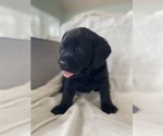 Small Photo #4 Labrador Retriever Puppy For Sale in NEW HOLLAND, PA, USA