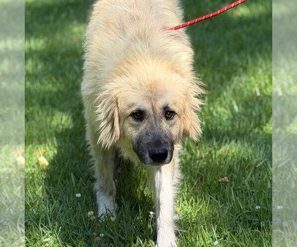 Medium Photo #9 Great Pyrenees Puppy For Sale in Yardley, PA, USA