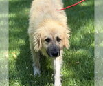 Small #8 Great Pyrenees