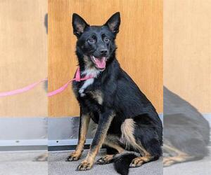 Border Collie-Unknown Mix Dogs for adoption in Forestville, MD, USA