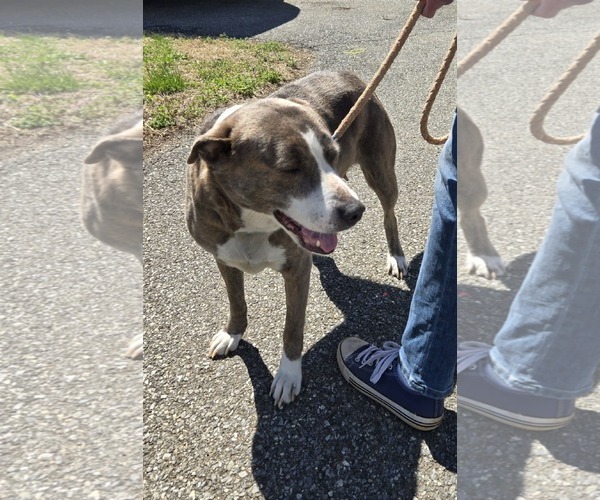 Medium Photo #10 Mutt Puppy For Sale in Rustburg, VA, USA