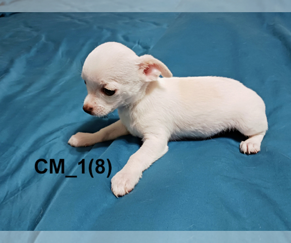 Medium Photo #5 Chihuahua Puppy For Sale in BELLE FOURCHE, SD, USA