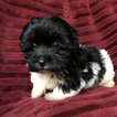 Small Photo #11 Havanese Puppy For Sale in HOUSTON, TX, USA