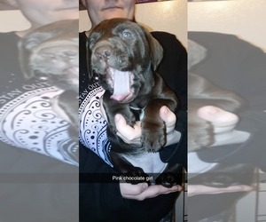 Labrador Retriever Puppy for sale in CITY OF SPOKANE VALLEY, WA, USA
