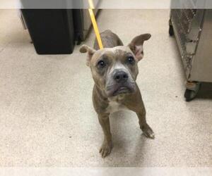 American Pit Bull Terrier Dogs for adoption in Riverside, CA, USA