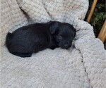 Small Photo #16 ShihPoo Puppy For Sale in CLARE, MI, USA