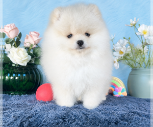 Pomeranian Puppy for Sale in KENNESAW, Georgia USA
