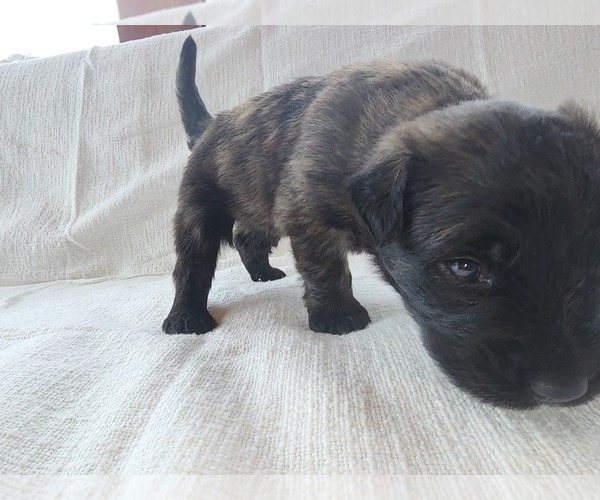 Medium Photo #11 Bouvier Des Flandres Puppy For Sale in BERWICK, ME, USA