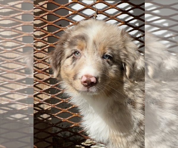 Medium Photo #2 Australian Shepherd Puppy For Sale in BEECH GROVE, IN, USA