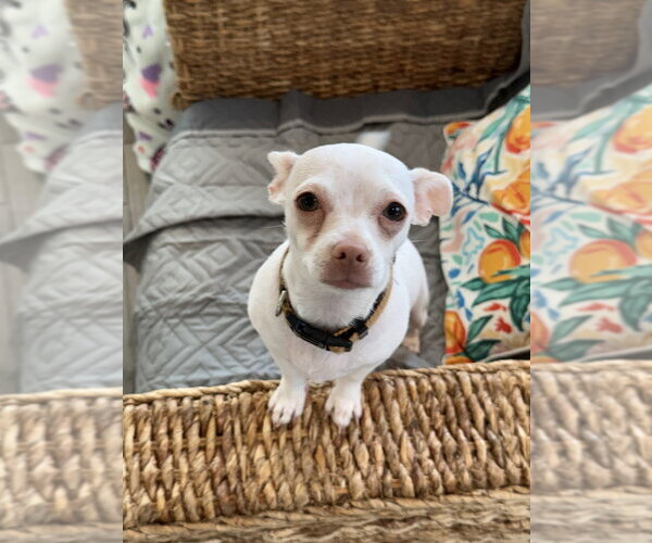 Medium Photo #1 Chihuahua-Unknown Mix Puppy For Sale in Brewster, NY, USA