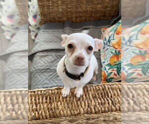 Chihuahua-Unknown Mix Dogs for adoption in Brewster, NY, USA