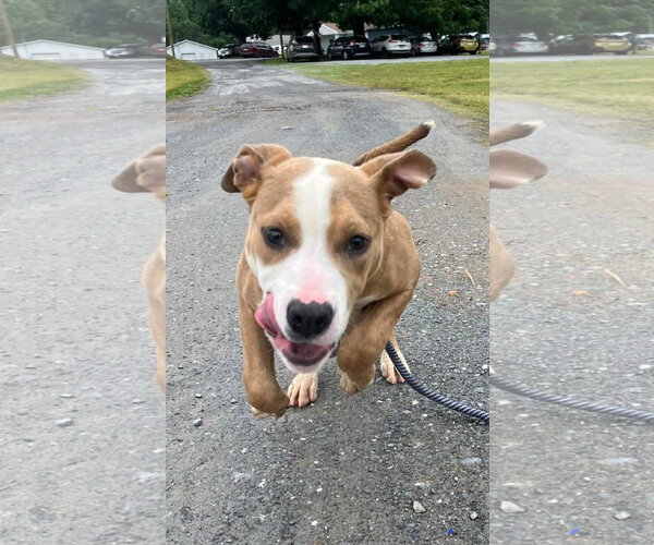Medium Photo #7 Mutt Puppy For Sale in Rustburg, VA, USA