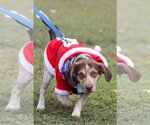 Small Photo #13 Beagle Puppy For Sale in Tampa, FL, USA