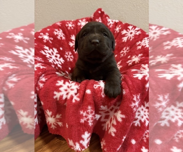 Medium Photo #2 Labrador Retriever Puppy For Sale in LELAND, NC, USA