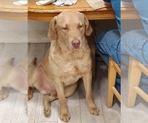 Father of the Chesapeake Bay Retriever puppies born on 02/03/2026