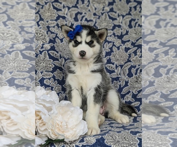 Medium Photo #1 Siberian Husky Puppy For Sale in QUARRYVILLE, PA, USA