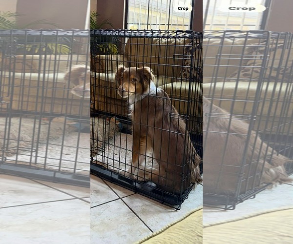 Medium Photo #5 Australian Shepherd Puppy For Sale in Cape May, NJ, USA