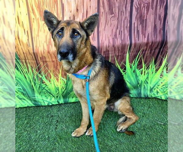Medium Photo #1 German Shepherd Dog Puppy For Sale in Long Beach, CA, USA