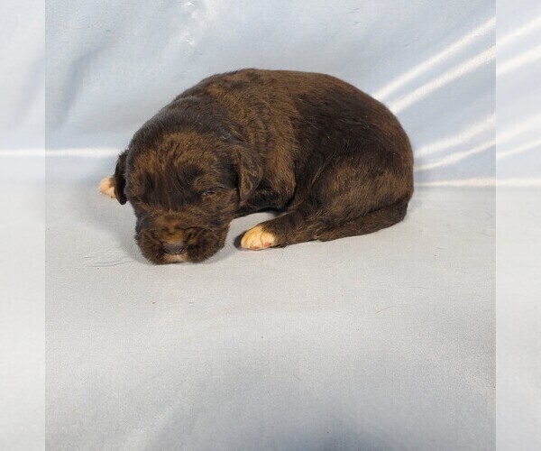 Medium Photo #10 Golden Mountain Dog Puppy For Sale in BLACK FOREST, CO, USA