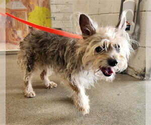 Silky Terrier-Unknown Mix Dogs for adoption in San Bernardino, CA, USA