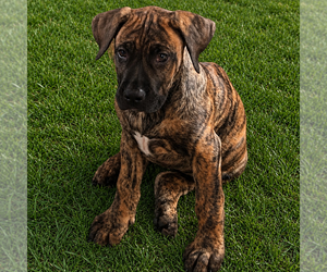 Presa Canario Puppy for sale in ANSON, ME, USA