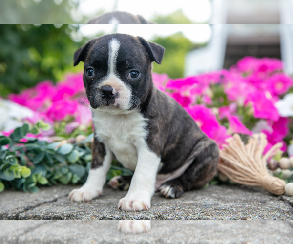 Medium Photo #6 Boston Terrier Puppy For Sale in MOORELAND, IN, USA