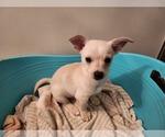 Small Photo #6 Chihuahua Puppy For Sale in MARIETTA, GA, USA