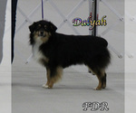 Small Photo #1 Miniature Australian Shepherd Puppy For Sale in FORESTBURG, TX, USA