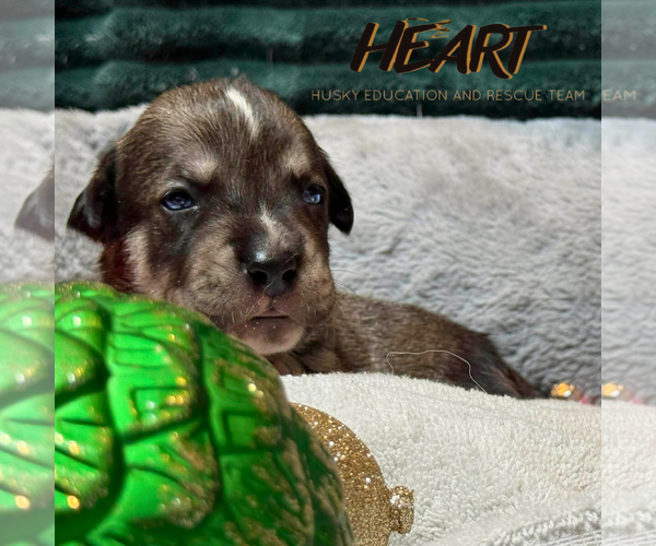 Medium Photo #3 Siberian Husky-Unknown Mix Puppy For Sale in Severn, MD, USA