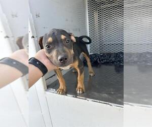 American Pit Bull Terrier Dogs for adoption in Bakersfield, CA, USA