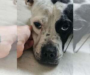 Eve - Female Mutt Dog for Adoption - Photo #3