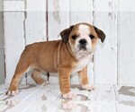 Small Photo #1 Beabull Puppy For Sale in FREDERICKSBG, OH, USA