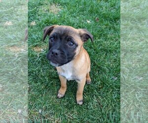 Pug-Unknown Mix Dogs for adoption in Davis, CA, USA
